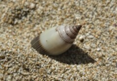 Scabricola bicolor