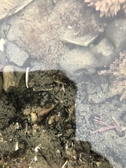Typhlogobius californiensis
