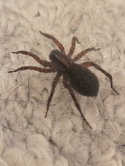 Trochosa terricola