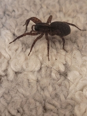 Trochosa terricola