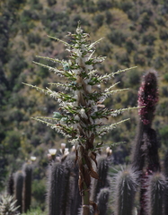 Puya alpestris