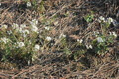Lysimachia candida