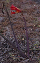 Zephyranthes phycelloides