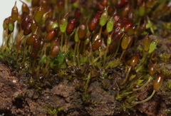 Microbryum davallianum