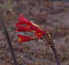 Zephyranthes phycelloides