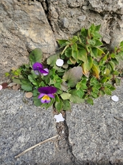Viola tricolor