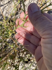 Osteospermum dentatum