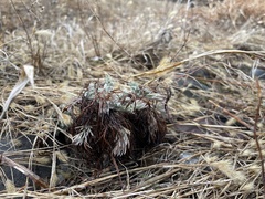 Artemisia capillaris