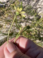 Osteospermum dentatum