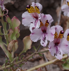 Alstroemeria magnifica