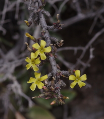 Oxalis gigantea