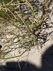 Osteospermum dentatum