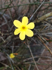Jasminum nudiflorum