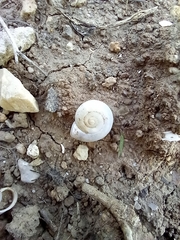 Monacha obstructa