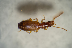 Paradromius linearis