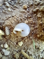 Monacha obstructa