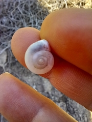 Monacha obstructa