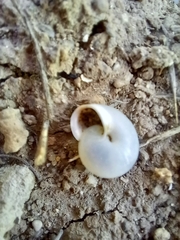 Monacha obstructa