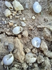 Monacha obstructa