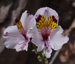 Alstroemeria magnifica