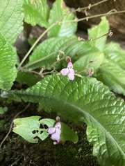 Streptocarpus pole-evansii