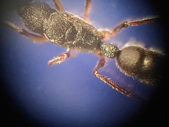 Harpegnathos venator