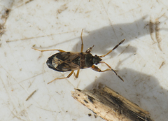 Scolopostethus affinis