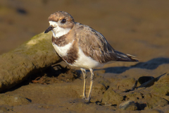 Charadrius falklandicus
