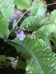 Streptocarpus pole-evansii