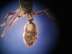Harpegnathos venator