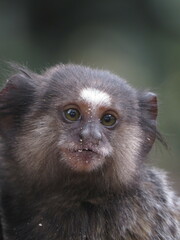 Callithrix penicillata