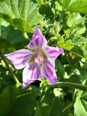 Malva nicaeensis