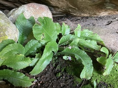 Streptocarpus pole-evansii