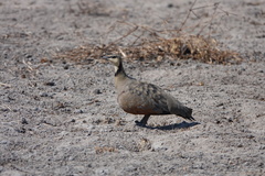 Pterocles gutturalis