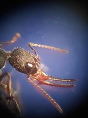 Harpegnathos venator