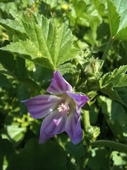 Malva nicaeensis
