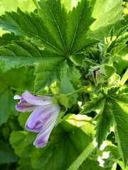 Malva nicaeensis