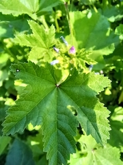 Malva nicaeensis