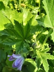 Malva nicaeensis