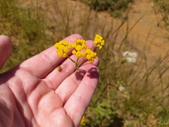 Helichrysum arenarium