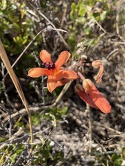 Tylecodon grandiflorus