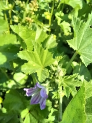 Malva nicaeensis