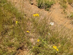 Helichrysum arenarium