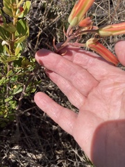 Tylecodon grandiflorus