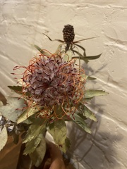 Leucospermum glabrum