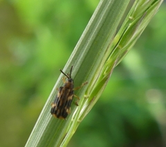 Sumitrosis inaequalis