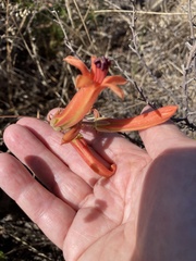 Tylecodon grandiflorus