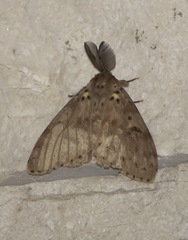 Lymantria lunata