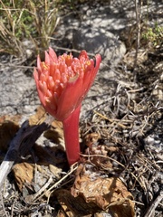 Haemanthus sanguineus