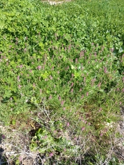 Fumaria densiflora